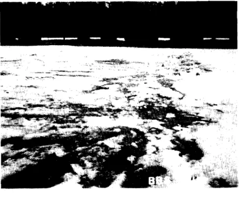 FIGURE  10  View  of  test site Burritt's  Z a ~ i d s  Karch 26th. 