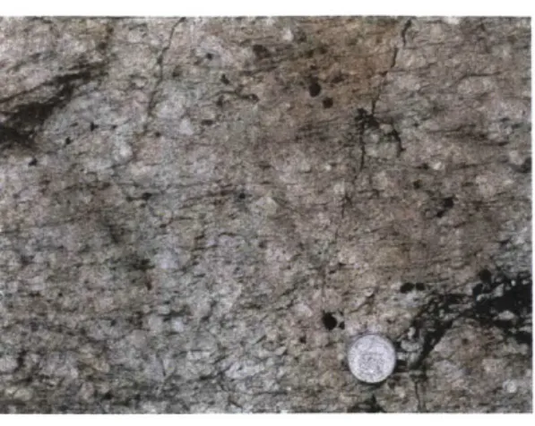 Figure  10 Felsic area, shows  large  + potassium feldspar +tourmaline  minerals. The  foliation tourmaline  grains and  penetrative foliation  in felsic area  is  not folded at all, and  the surrounding areas show an  increase in the  strength of the foli