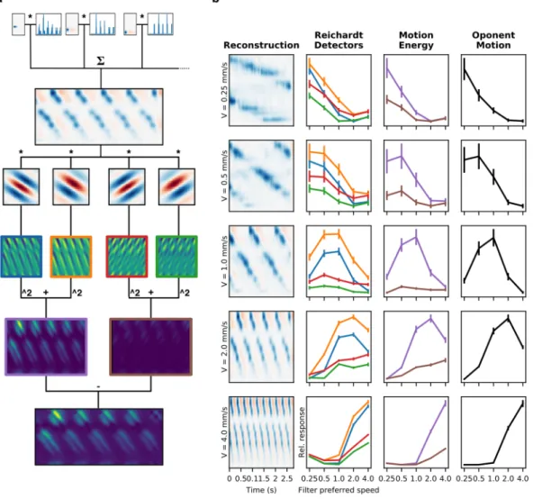 Figure 7.  Reconstruction and decoding of motion stimuli. (a) The scheme shows the the stages of the  motion decoding algorithm and the results of each step