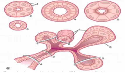 Figure 3: Structure histologique des différents types d'acini et canaux glandulaires (Devoize et  Dallel, 2011)