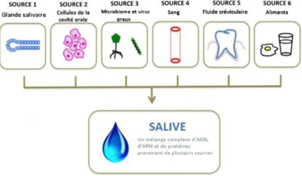 Figure 4: La salive est composée de l’écules et fluides de différentes sources (Zhang et al