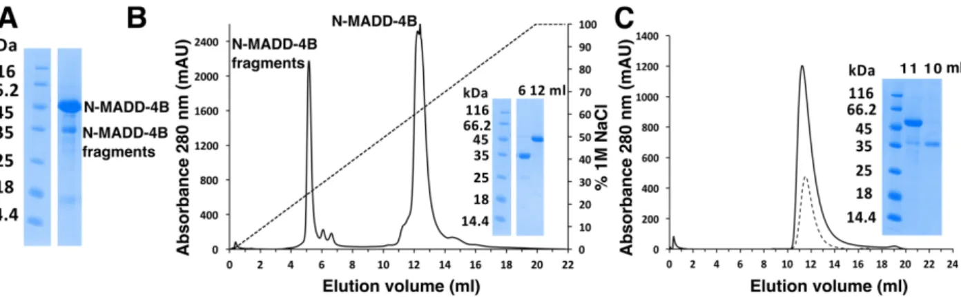 Figure  2.  N-MADD-4B  undergoes  processing.  A,  SDS-PAGE  analysis  of  peak  elution  fraction  from  affinity chromatography (Protein A, data not shown) evidenced intact N-MADD-4B (apparent mass, ca
