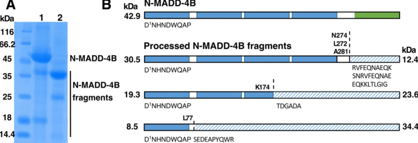 Figure 3. C-terminal processing of N-MADD-4B results eliminates the Ig-like domain. A, N-MADD-4B  fragments are found as a minority in the freshly purified sample (lane 1) and as a majority in the processed  sample (lane 2)