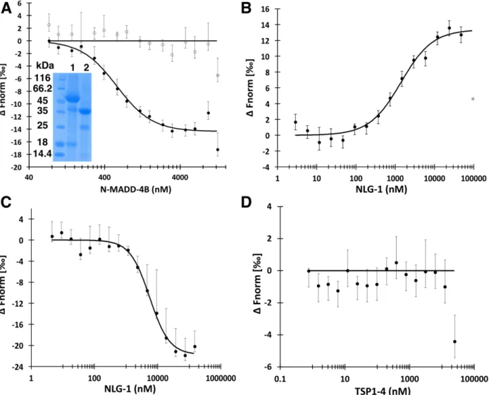 Figure 4. N-MADD-4B interacts with NLG-1 through the Ig-like domain.  A,  N-MADD-4B (73 nM to  12.5 µM) comprising mostly the intact protein (see lane 1 of inserted SDS-PAGE (same gel as in Fig