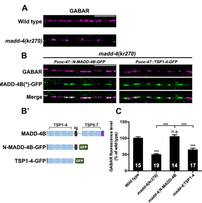 Figure 6. N-MADD-4B rescues GABA A R clustering defect in the C. elegans  MADD-4 null mutant
