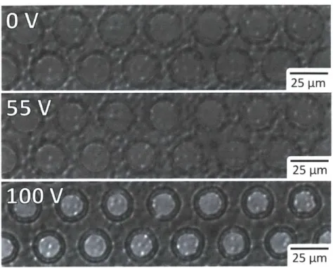 Figure  4.4:  Optical  microscopy  images  of  gold  membrane  deflection  under  electrical actuation,  as  the  voltage  applied  is  increased