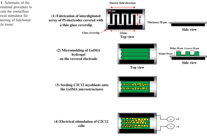 Fig. 1 Schematic of the experimental procedure to fabricate the contactless electrical stimulator for engineering of functional muscle tissue