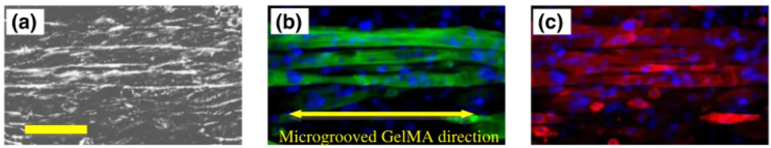 Fig. 3 Phase contrast (a) and corresponding immunofluorescence images of myosin heavy chains (green)-cell nuclei (blue) (b) and α -actinin (red)- (red)-cell nuclei (blue) (c) for myotubes cultured on the microgrooved GelMA hydrogel on day 10 of culture
