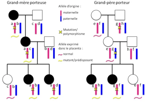 Figure 29 :  Modèle d’héritabilité épigénétique  et génétique de la prééclampsie 