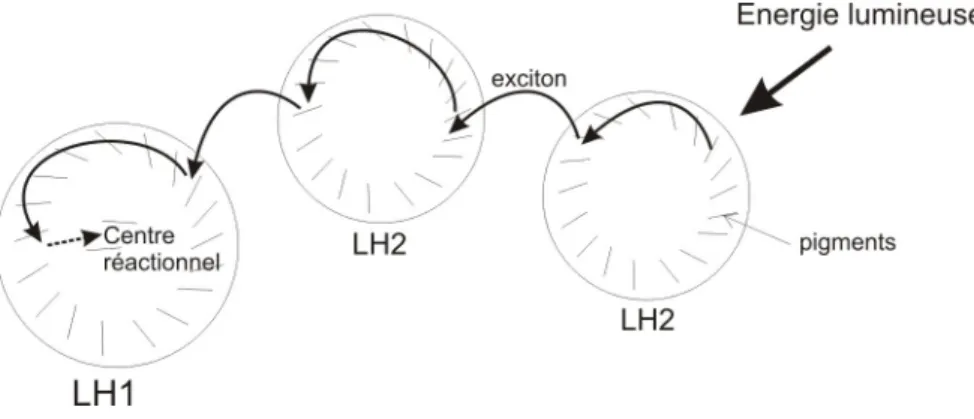 Figure 1.2 – Sch´ ema des complexes LH1 et LH2 collectant l’´ energie lumineuse et la transf´ erant sous forme excitonique au centre r´ eactionnel.