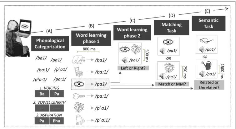 FIGURE 1 | Experimental design. Children performed a series of tasks: First, in the phonological categorization tasks (A), six natural Thai mono-syllabic words had to be categorized based on voicing (Task 1), vowel length (Task 2), or aspiration contrasts 