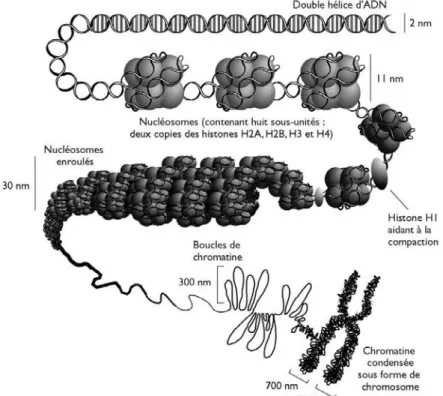 Figure  8 :  Structure  de  la  chromatine.  Organisation  de  l’information  génétique  sous  forme de chromatine