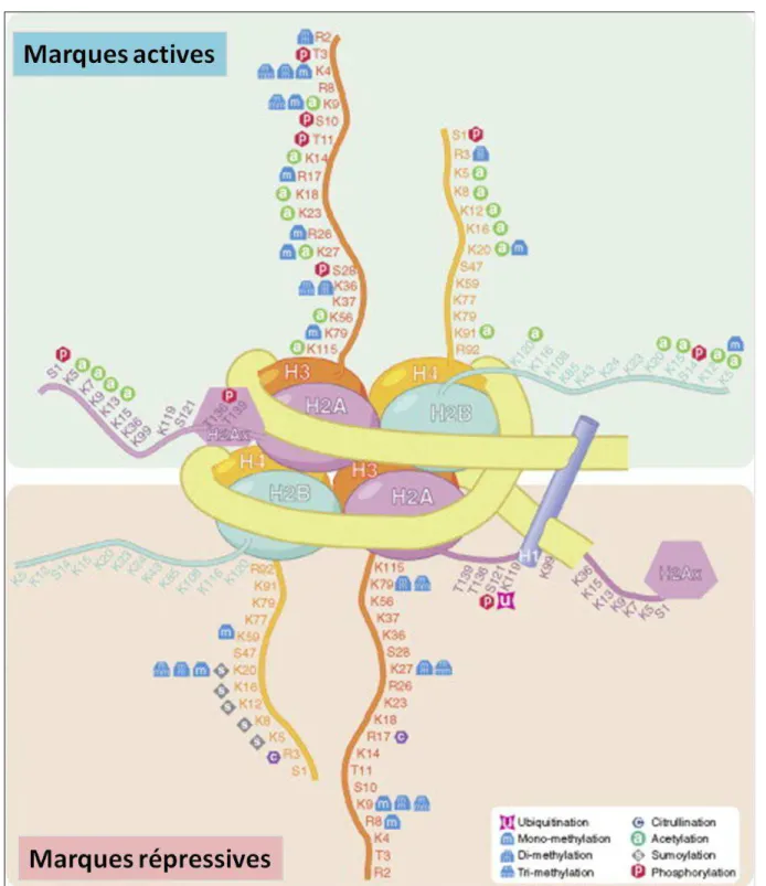 Figure  11:  Le  nucléosome.  L’ADN  est  enroulé  autour  d’un  octamère  à  partir  des  4  «  coeurs  »  d’histones  H2A,  H2B,  H3  et  H4
