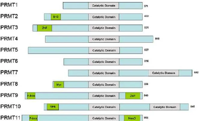 Figure 12:  La  famille  PRMT  chez  l’humain.  Onze  membres  de  la  famille  PRMTs  ont  été  identifiés,  leur  taille  est  diffèrente  d’un  membre  à  l’autre