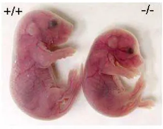 Figure  14 :  Invalidation  de  CARM1  chez  la  souris.  Photos  d’embryons  de  souris  sauvage (+/+) et mutant CARM1 (-/-) au stade E18.5 (Yadav et al., 2003) 