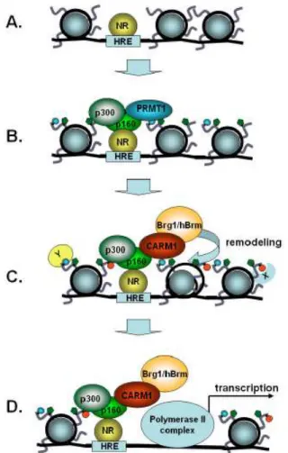 Figure 15: Rôle de CARM1 et PRMT1 dans l’activation transcriptionnelle des gènes  hormones-récepteurs  nucléaires  dépendants