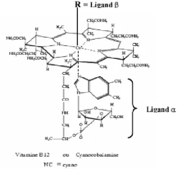 Figure 4. Structure de la vitamine B12 ou cobalamine (Guéant et Namour, 2003). 