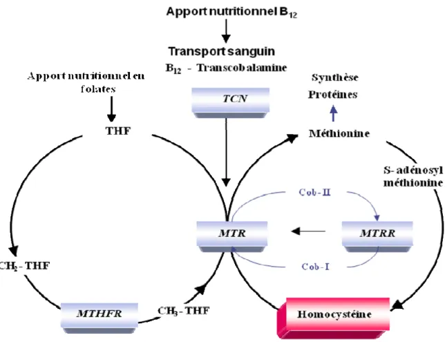 Figure 5. Gènes des enzymes intervenant dans le métabolisme de l’homocystéine. 