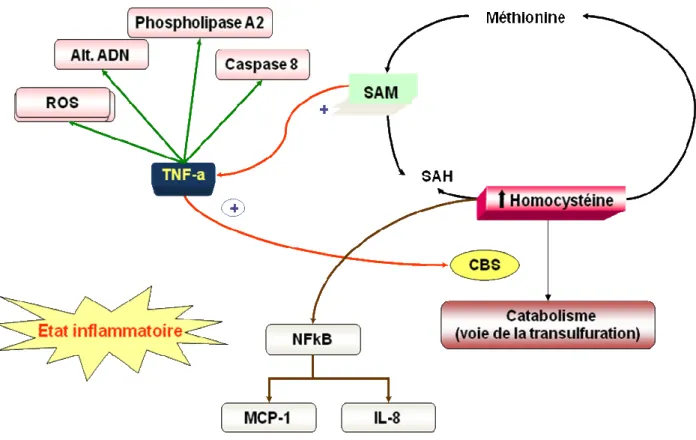 Figure 6. Homocystéine et inflammation. L’homocystéine induit la production des  cytokines (TNF-a) qui génèrent les ROS, les altérations de l’ADN  et activent la cascade de  transduction de NF-kB (ICAM-1 et VCAM-1); la CBS transforme l’Hcy en cystéine