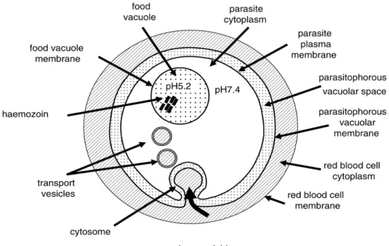 Figure 9. Diagramme d’un globule rouge contenant un trophozoïte montrant le  transport de l’hémoglobine dans la vacuole où elle est digérée (Chemaly et al., 2007)