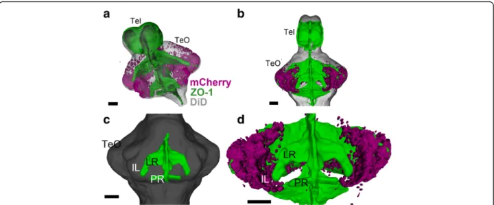 Fig. 6 Developing IL in relation to the ventricular morphology. 3D reconstruction of image segmentation from confocal images of a 14 dpf zebrafish brain