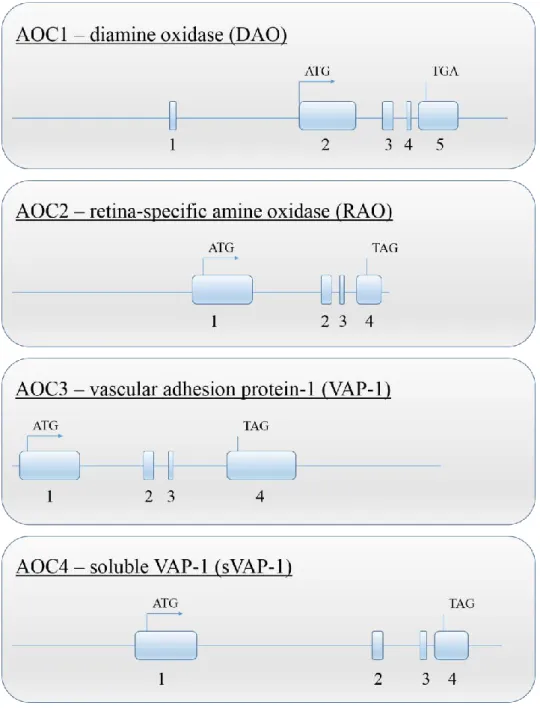 Figure I-4. Structure of porcine AOC genes. Exons are shown as numbered boxes and the coding regions are  indicated by the translation start and stop codons (adapted from Schwelberger, 2006)