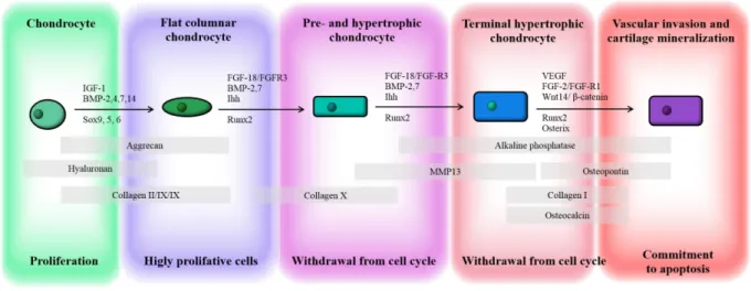 Figure I-21. Model of chondrocytes differentiation in growth plate during the development of long bones with  main markers of each stage (adapted from Goldring et al., 2006)