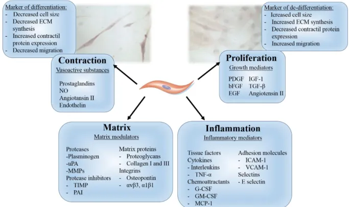 Figure I-28. The contractile or synthetic vascular smooth muscle cells. Contractile VSCM are small and have  characteristic spindle-shape, in contrast synthetic cells are bigger and present rhomboid-like shape