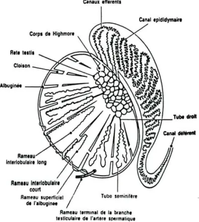 Figure nO 2 : structure et organisation d'un testicule humain