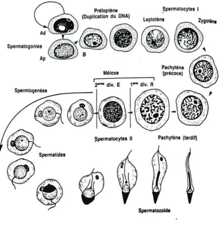 Figure nO 3 : Composition et évolution chronologique des cellules de la lignée genninale