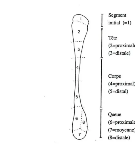 Figure nO 5 : Schéma de l'ultrastructure des cellules principales de l'épithélium de revêtement: