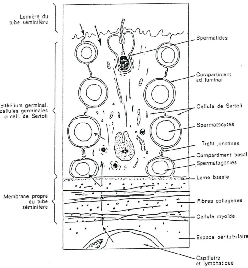 Figure nO 7 : Organisation générale du tube séminifère. Relations entre cellules germinales et cellules de Sertoli (d'après Fawcett, 1975).