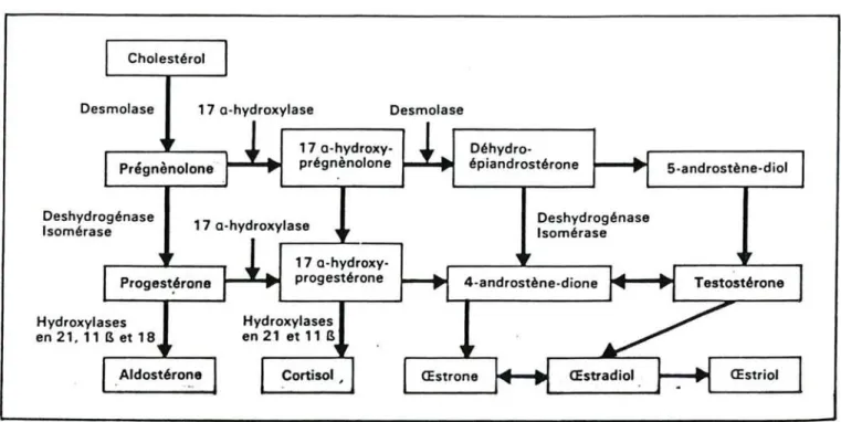 Figure nO 8 : Principales honnones stéroïdes dérivant du cholestérol