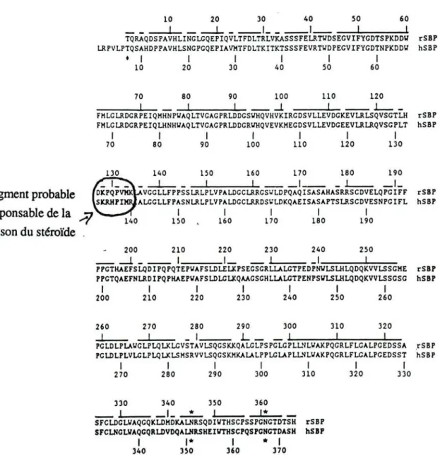 Figure nO 9: Séquences polypeptidiques de la SBP humaine (hSBP) et de lapin (pSBP) (d'après Griffin et coll., 1989) 