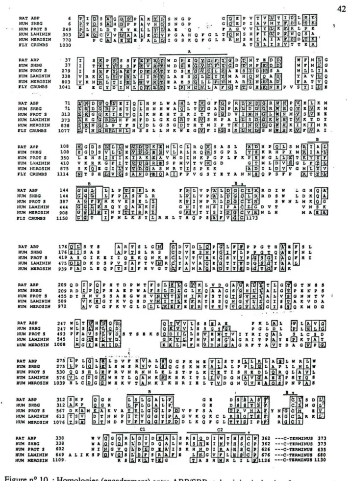 Figure nO 10 : Homologies (enc~ement) entre ABP/SBP et laminine/mérosine. Le segment A correspond à la séquence reconnaIssant le récepteur membranaire de la SBP