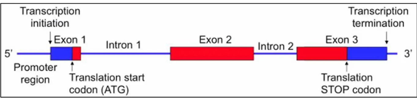 Figure I-1. Structure de base du gène. La structure de base du gène est constituée de séquences  codantes appelées exons (entre 1 et 1.5% du génome humain), interrompues par des séquences  intermédiaires non codantes, les introns