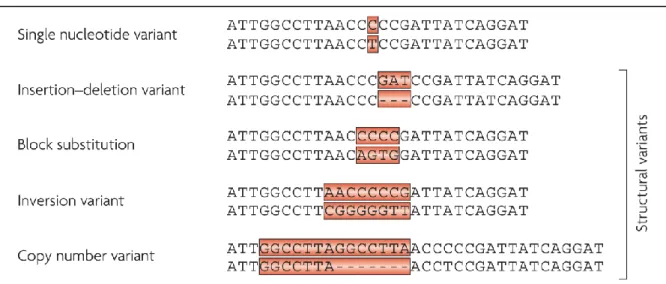Figure  I-3.  Différents    types  de  variants  génétiques  du  génome  humain.  En  fonction  de  la  composition  nucléotidique  des  variants,  on  peut  distinguer  les  polymorphismes   mono-nucléotidiques et les variations structurales