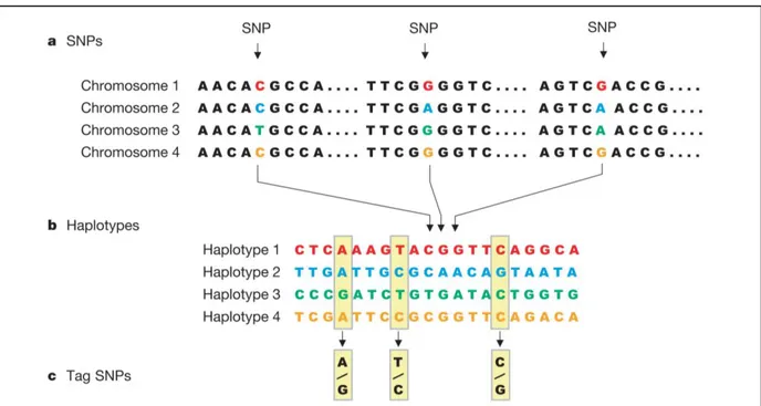 Figure I-6. SNPs, haplotypes et TagSNPs. Il est possible de reconstituer les 4 haplotypes en  génotypant juste trois TagSNPs  sur les vingt SNPs  au total