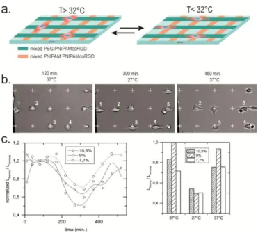 Figure 4. Thermal control of competitive cell elongation along orthogonal microstripes of well- well-balanced RGD densities