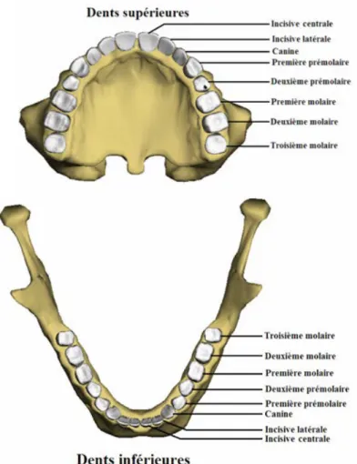 Figure 10. Différents types de dents  [10] . 