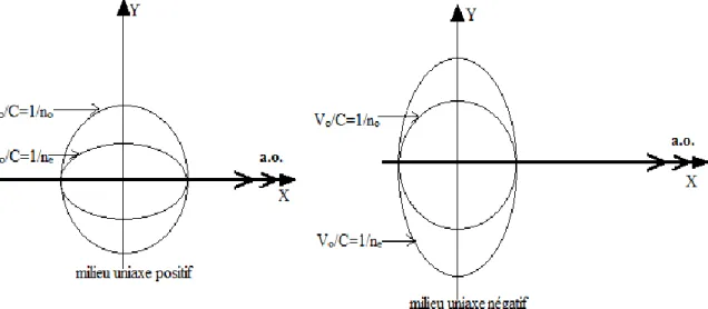 Figure I.3 Coupe de la surface d’onde selon un plan contenant l’axe optique (a.o.)  dans le cas d’un milieu uniaxe