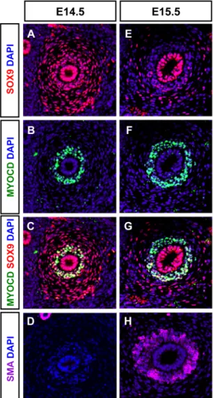 Figure 3. Expression of SOX9 in SM progenitors. (A–G) Transverse tissue sections of E14.5 (A–C) and E15.5 (E–G) proximal ureters showing co-immunostaining of SOX9 (red) and MYOCD (green) in the condensed mesenchyme at E14.5