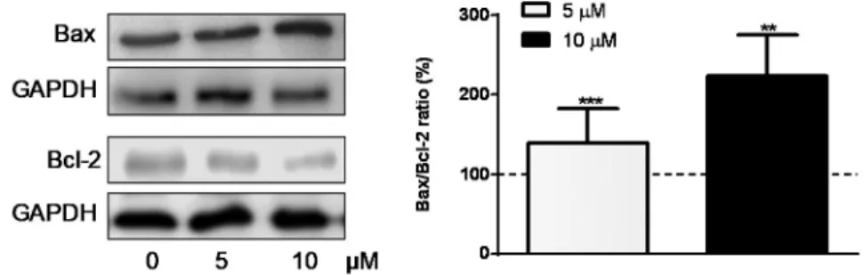 Figure 7. Western blot analysis of Bax and Bcl-2 expression in HepG2 cells incubated with R2-viniferin  (5 and 10 µM)
