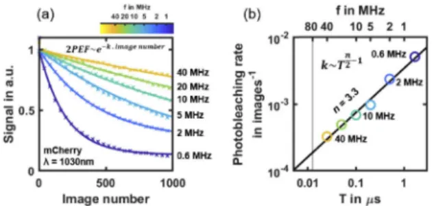 Fig. 5. Scaling law of mCherry photobleaching at 1030 nm wavelength using 2P-SPIM. (a) mCherry 2PEF signal decay during 2P-SPIM imaging depending on the number of acquired images at different laser pulse frequency f (from 0.6 to 40 MHz)