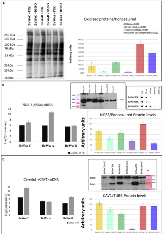 Figure 10. Analysis of the Modulation of Oxidative/Nitrosative Stress Markers in BeWo Cells Overexpressing STOX1 Isoforms