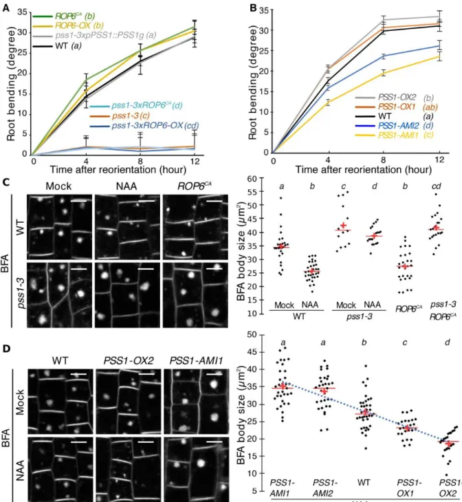 Figure  2.  Variation  in  phosphatidylserine  concentration  tunes  ROP6-mediated  auxin  response