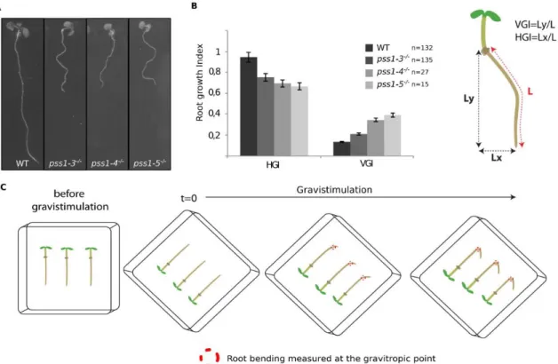 Fig.  S3.  pss1  gravitropic  phenotype  and  method  for  quantification  of  the  gravitropic  response