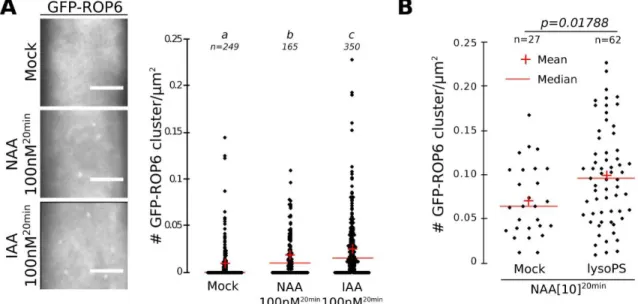 Fig.  S8.  TIRFM  analyses  of  GFP-ROP6  clustering  in  response  to  NAA,  IAA  and  lysophosphatidylserine