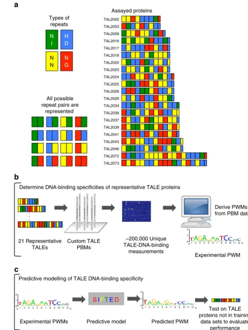 Figure 1 | Overall experimental design and analysis scheme. (a) 21 Representative TALE proteins used in this study