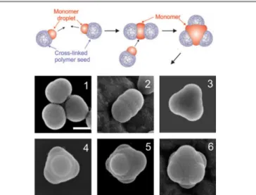 Figure 3 Schematic representation of merging of liquid protrusions yielding CMs and SEM  images of CMs from AX to AX 6  types